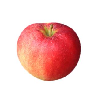 Apfel Elstar