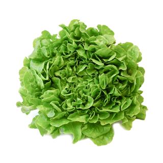 Salat Eichblatt grün