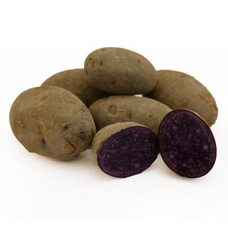 Kartoffel "Blaue Anneliese" fk