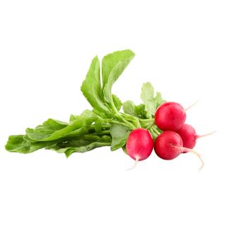Radieschen Bund